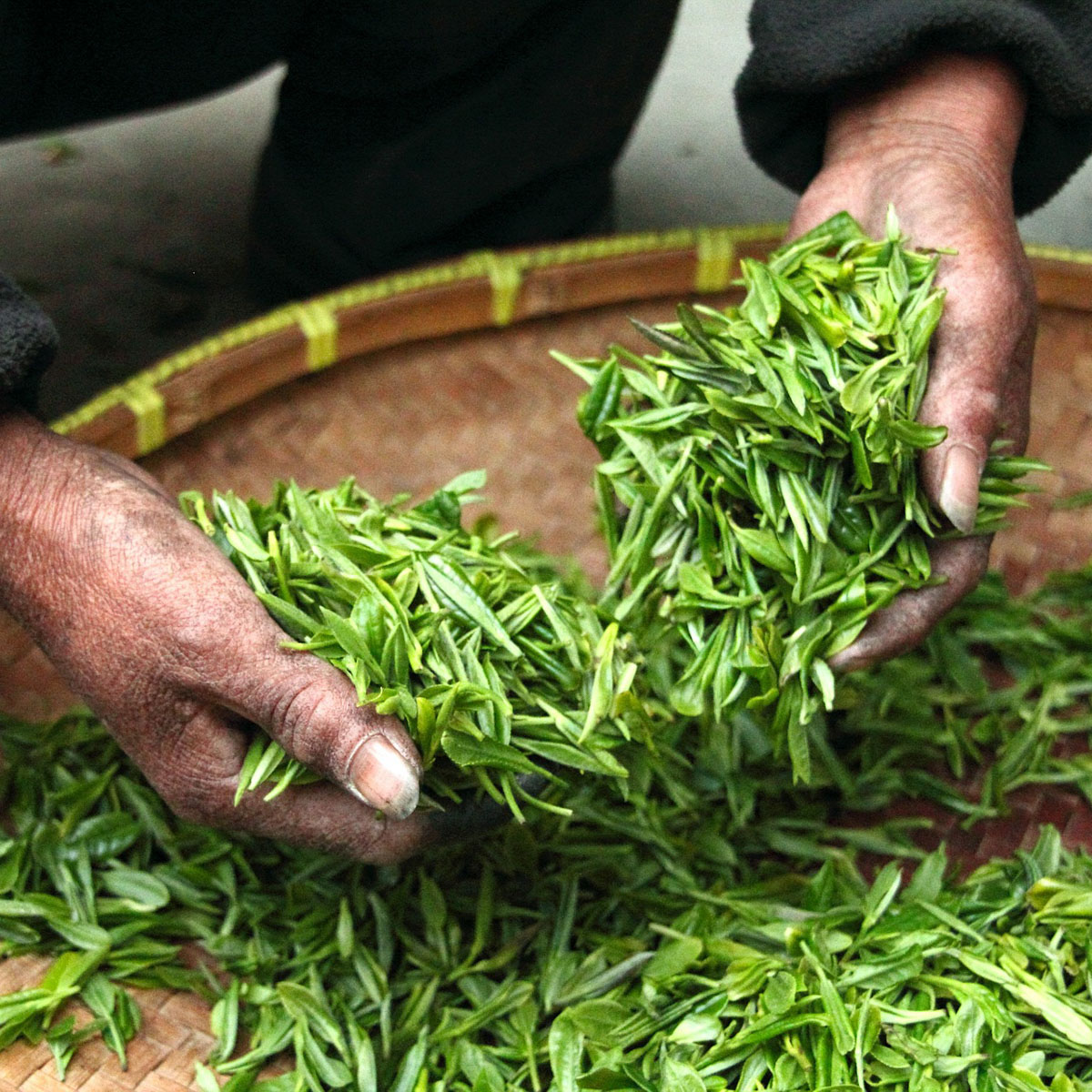 farmer gathering tea leaves in his hands with basket underneath