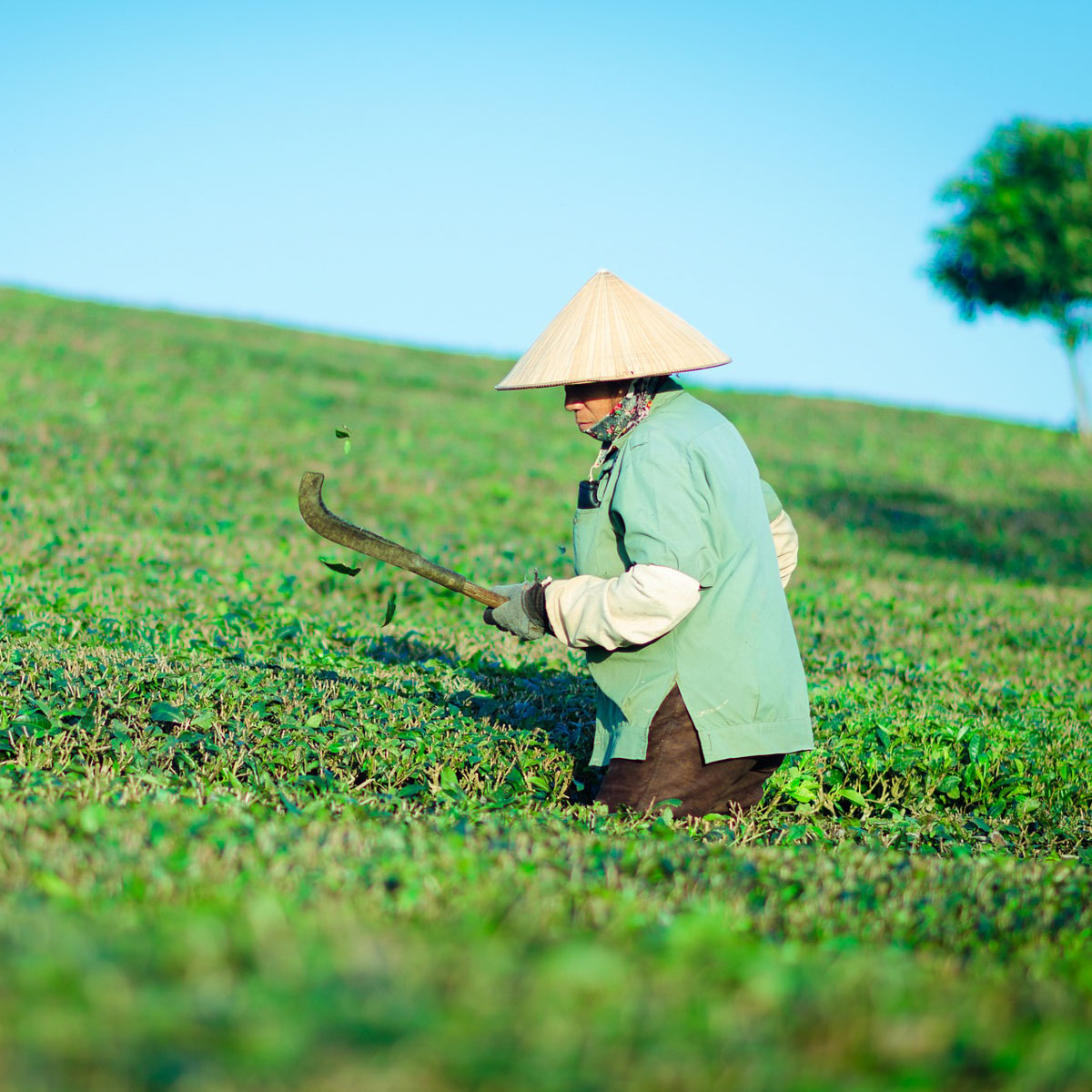 a worker in a tea field