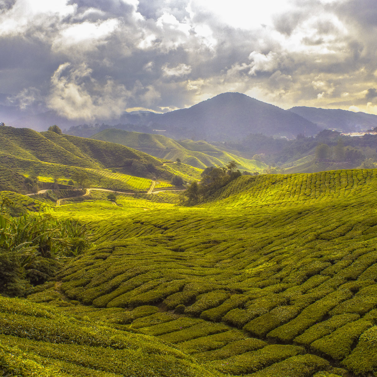 tea fields with mountains in the background