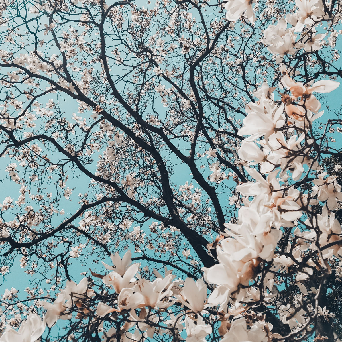 cherry blossoms against the blue sky